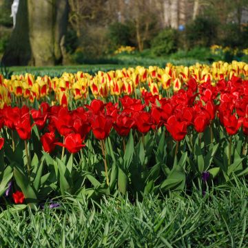 Tulipe botanique Showwinner