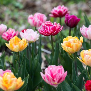 Tulipes doubles tardives en mélange