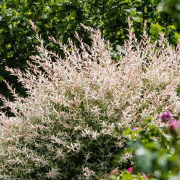 Saule Crevette