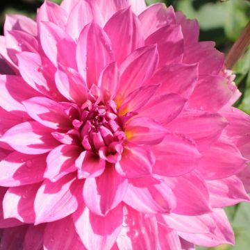 Dahlia Renoir