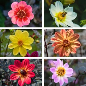 Dahlias nains à feuillage pourpre en mélange