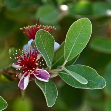 Goyavier du Brésil, Acca sellowiana, Feijoa, détail des fleurs