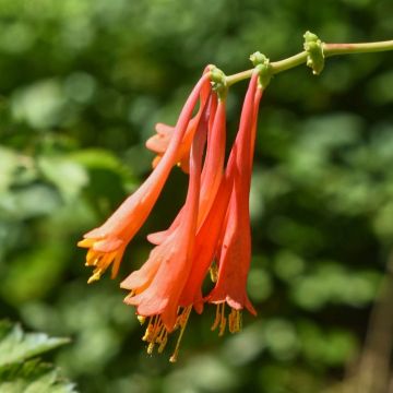 Chèvrefeuille Major Wheeler, Lonicera sempervirens, grimpante Meilland Richardier
