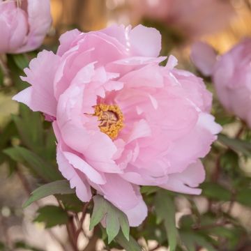 Pivoine arbustive ou Paeonia suffruticosa ‘Yachiyo Tsubaki’