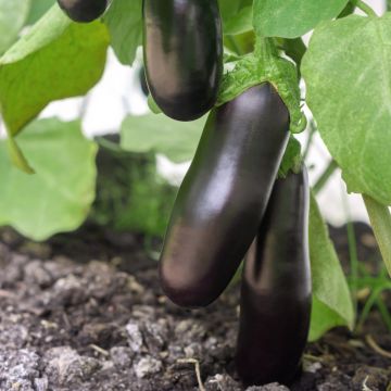 Plant d'Aubergine longue Fabina F1