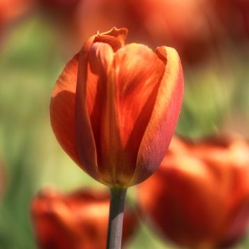 Tulipe simple tardive Brown Sugar