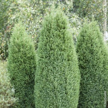 Faux cyprès de Lawson d’Ellwood ou Chamaecyparis lawsoniana ‘Ellwoodii’