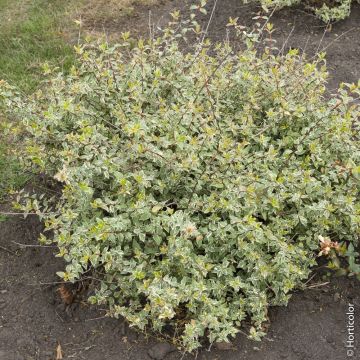 Abélia panaché ou Abelia grandiflora SPARKLING SILVER ®