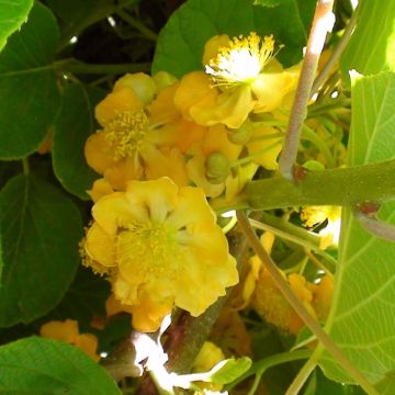Kiwi mâle, Actinidia deliciosa ou Actinidia chinensis ‘Tomuri’