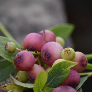 Myrtillier ou Vaccinium corymbosum PINK LEMONADE ®