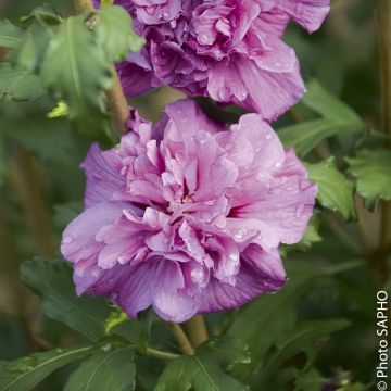 Althéa ou Hibiscus syriacus FRENCH CABARET ® Purple ‘Mindouv5’