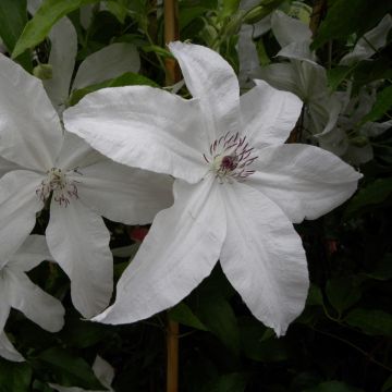 Clématite ou Clematis X BEAUTIFUL BRIDE ® Meilland Richardier