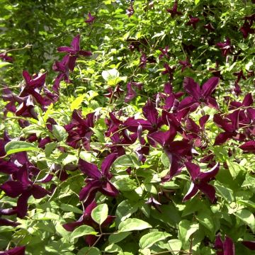Clématite ou Clematis viticella 'Black Prince' Meilland Richardier