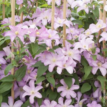 Clématite ou Clematis X 'Comtesse de Bouchaud' Meilland Richardier
