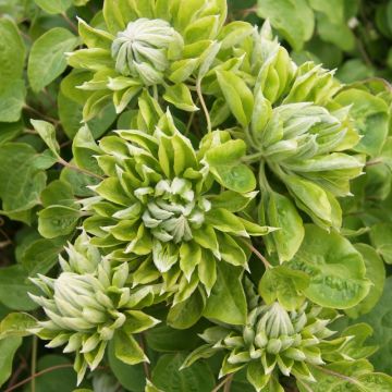 Clématite ou Clematis X GREEN PASSION ® ‘Zo11050’