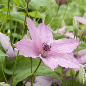 Clématite ou Clematis X 'Hagley Hybrid' Meilland Richardier