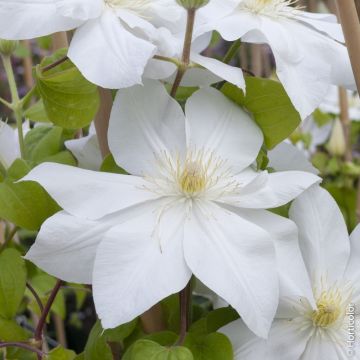 Clématite ou Clematis X ‘Mme Lecoultre’ Meilland Richardier