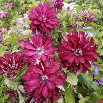 Clématite ou Clematis X RED PASSION ® ‘Zo110056’ Meilland Richardier