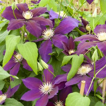 Clématite ou Clematis X ‘The Vagabond’ Meilland Richardier