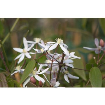 Clématite du Père Armand ou Clematis armandii ‘Little White Charm’ Meilland Richardier