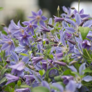 Clématite integrifolia BLUE RIVER ® ‘Zoblueriver’ Meilland Richardier
