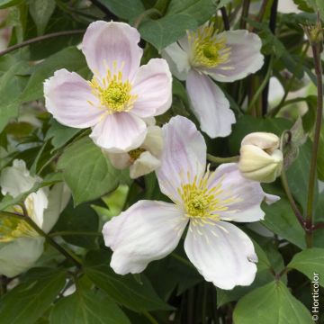 Clématite des montagnes ou Clematis montana GIANT STAR ® ‘Gistar’ Meilland Richardier