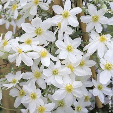 Clématite ou Clematis X cartmanii AVALANCHE ® ‘Blavaal’ Meilland Richardier