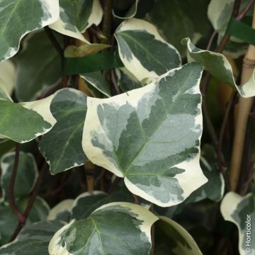 Lierre d'Alger panaché ou Hedera algeriensis 'Gloire de Marengo' Meilland Richardier