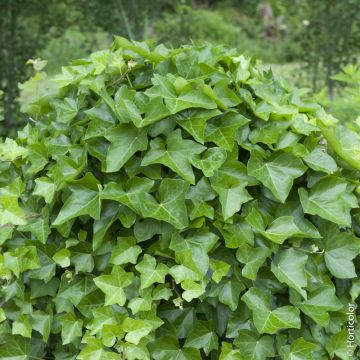 Lierre d'Irlande, Hedera helix 'Hibernica' Meilland Richardier