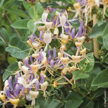 Chèvrefeuille, Lonicera periclymenum CAPRILIA ® Ever ‘Inov42’