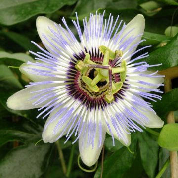 Passiflore caerula CLEAR SKY ® Meilland Richardier