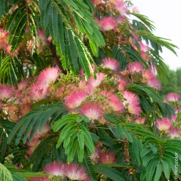 Albizia julibrissin Meilland Richardier, détail fleurs et feuillage