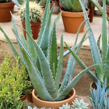 Aloe vera, succulente Meilland Richardier