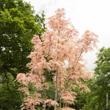 Cedrela sinensis 'Flamingo', arbuste Meilland Richardier