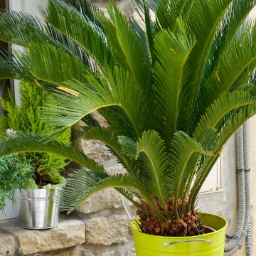 Cycas revoluta en pot Meilland Richardier