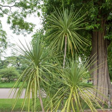 Cordyline australis Meilland Richardier