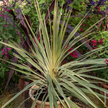 Cordyline australis Torbay Dazzler en pot, méditerranéenne Meilland Richardier