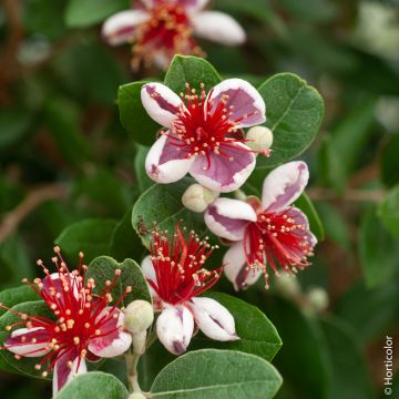 Goyavier du Brésil, Acca sellowiana, Feijoa, détail des fleurs