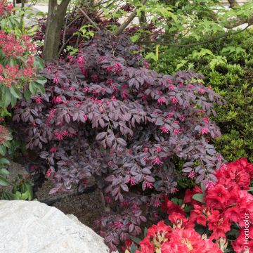 Loropetalum chinense 'Fire Dance', Arbustes Meilland Richardier