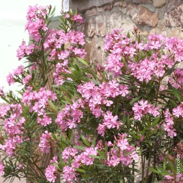 Laurier rose rose simple, Nerium oleander Meilland Richardier