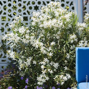 Laurier rose blanc simple, Nerium oleander Meilland Richardier