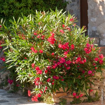 Laurier rose rouge simple, Nerium oleander Meilland Richardier