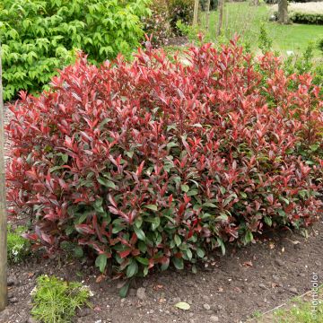 Photinia X fraseri 'Carré Rouge' Meilland Richardier