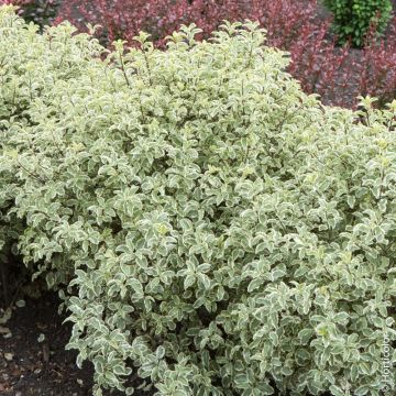 Pittosporum tenuifolium 'Variegatum' Meilland Richardier