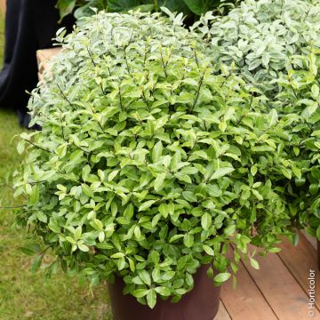 Pittosporum tenuifolium 'Golf Ball' Meilland Richardier