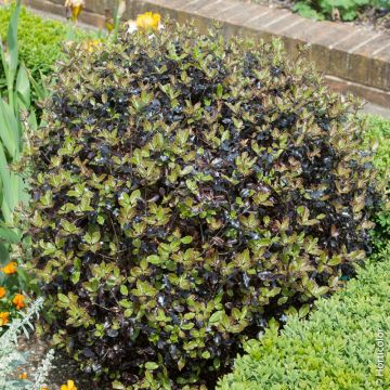 Pittosporum tenuifolium 'Tom Thumb' boule Meilland Richardier