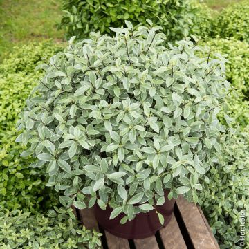 Pittosporum tenuifoium 'Silver Ball' Meilland Richardier