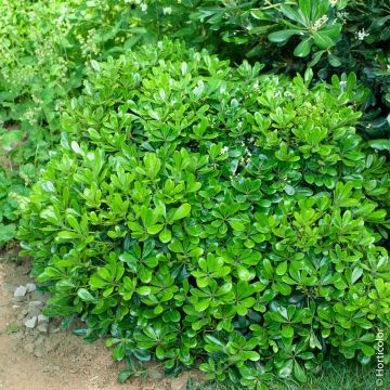 Pittosporum tobira 'Nana', arbuste Meilland Richardier