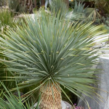 Yucca rostrata, yucca bleu Meilland Richardier