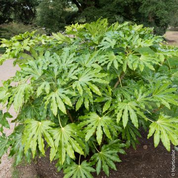 Fatsia japonica Meilland Richardier